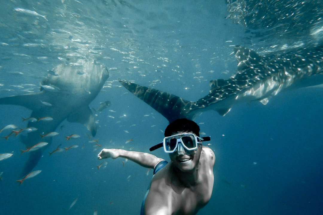 Whale watching, Baja California