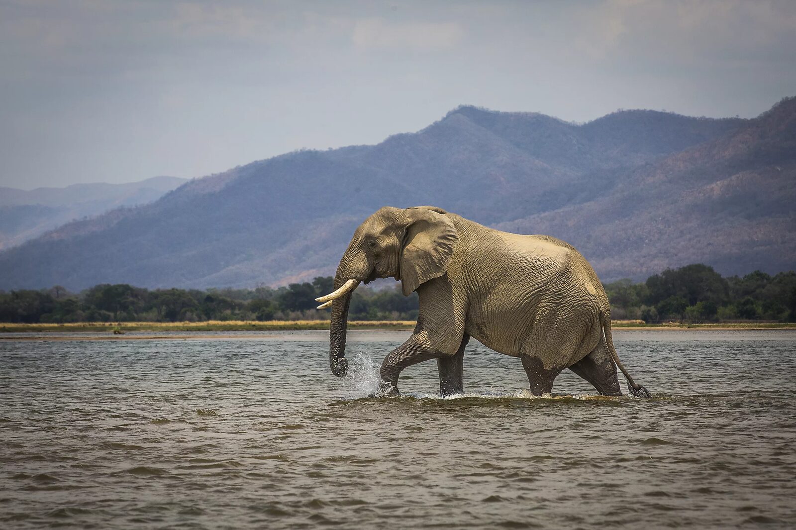 An elephant crossing the Zambezi River, Zambia — a photo I took for Fauna Travel