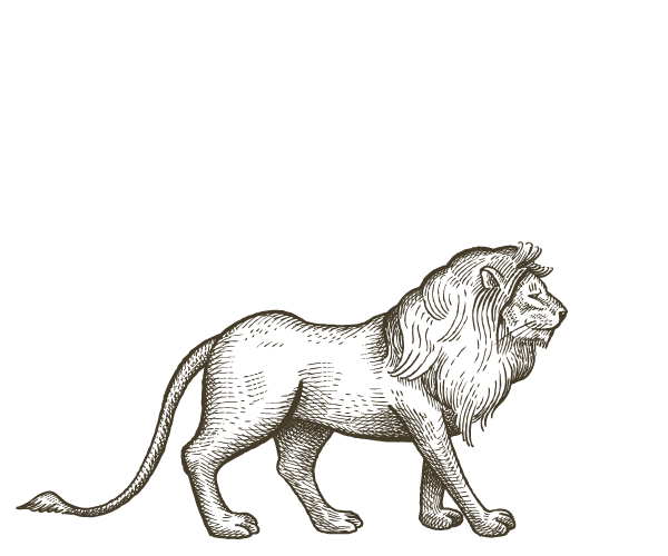 Lion illustration — Zambia
