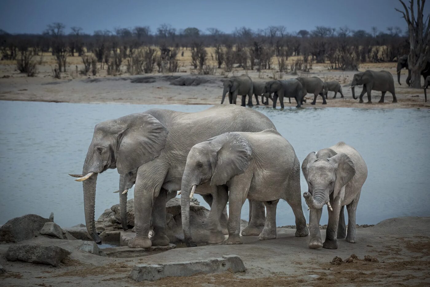 A herd of elephants gathering at a waterhole in Zimbabwe