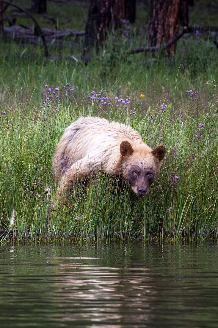 A black bear at the water's edge, Vermejo