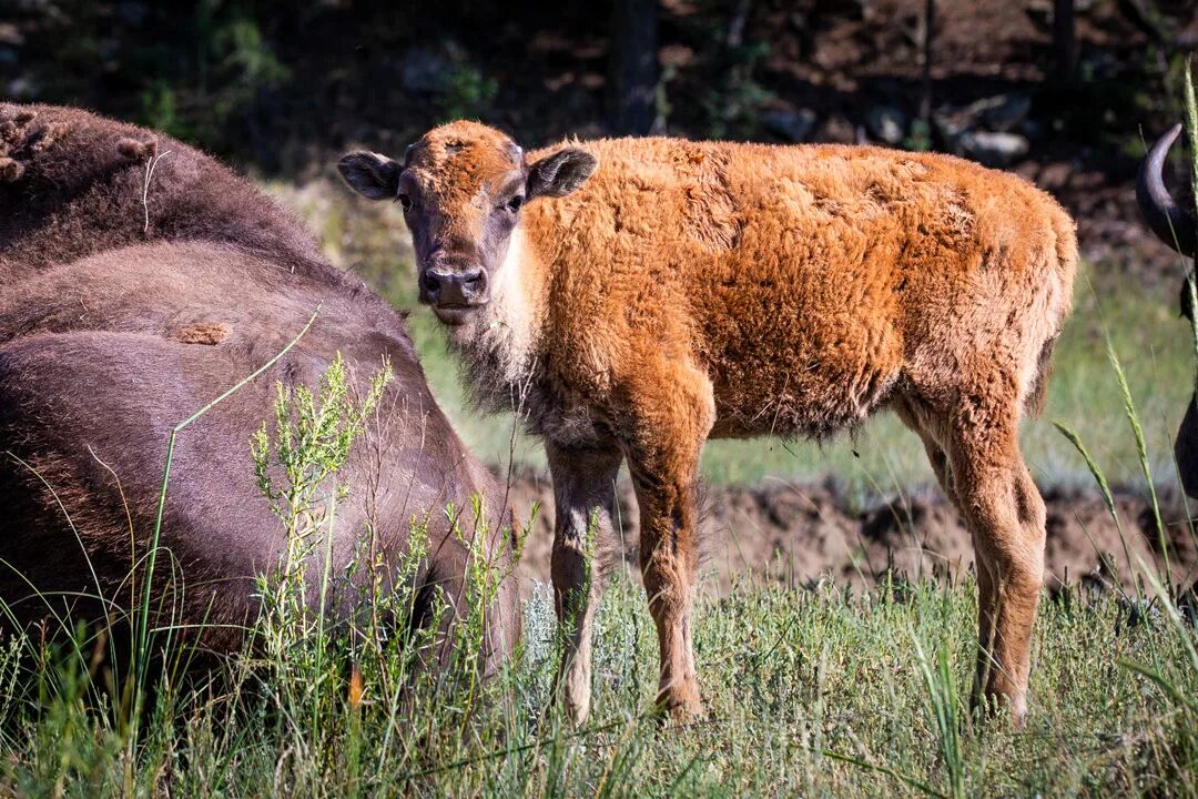 A bison calf in tall grass