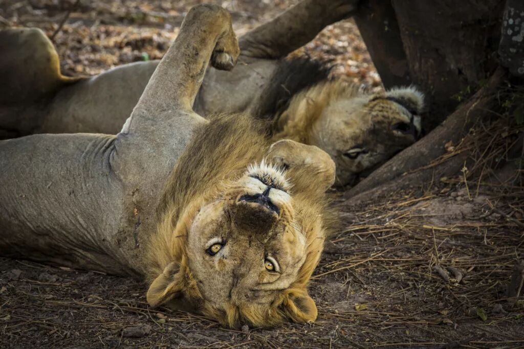 A pair of lions resting on the Lower Zambezi
