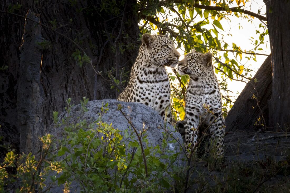 A pair of leopards resting on a termite mound in Zimbabwe