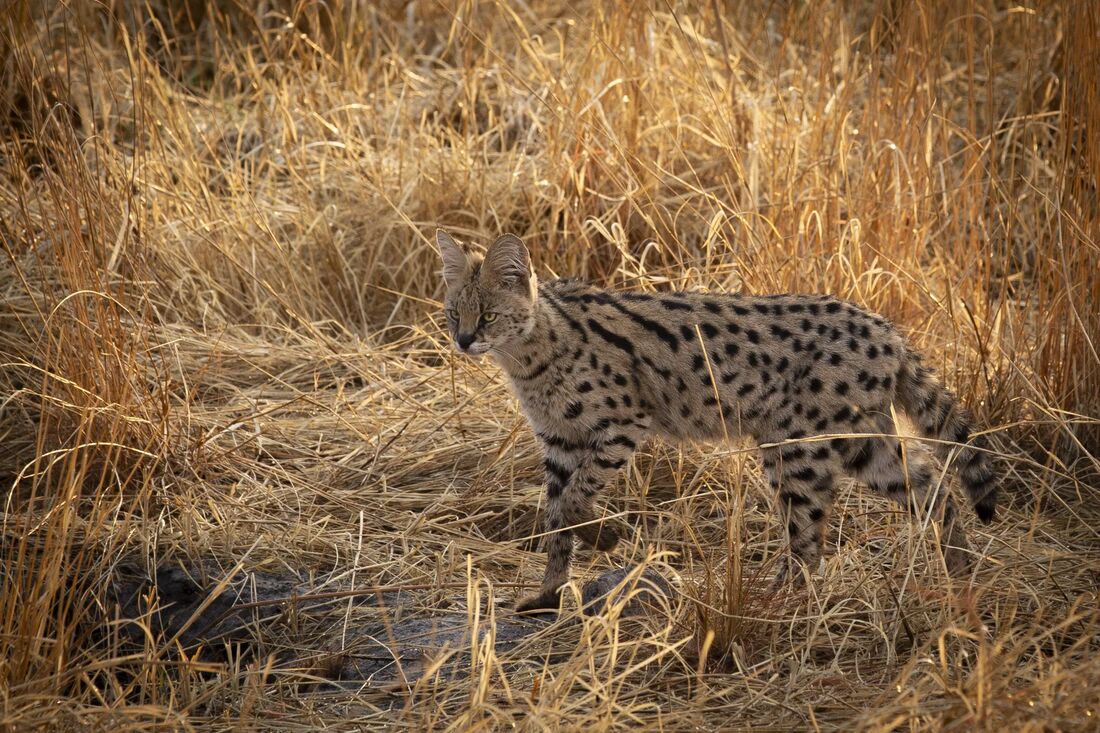 A serval hunting in golden grass
