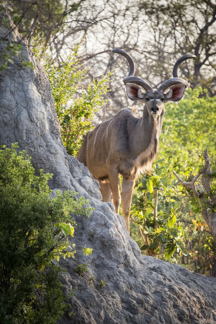 A kudu bull in dry woodland